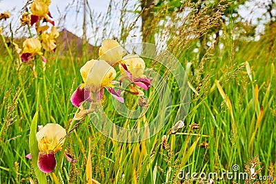 Summer field of Orchardgrass with purple and yellow blooming Bearded Iris flowers Stock Photo