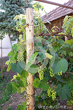 Green grapes ripen on a grape tree Stock Photo