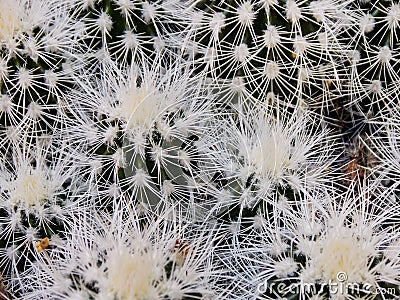 Cluster of Cacti Up Close Stock Photo