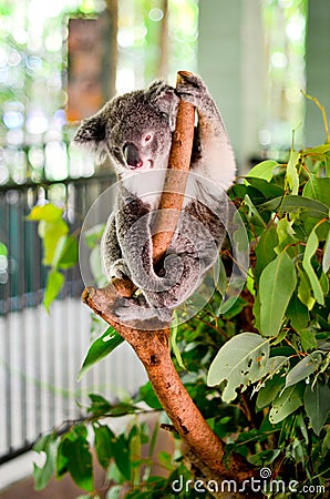 Beautiful sleepy Koala hanging from a tree branch in Northern Australia. Docile yet beautiful. Stock Photo