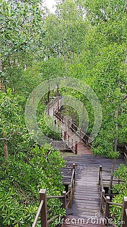 Tanjung Piai National Park Stock Photo