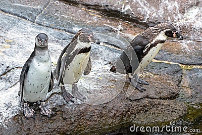 Curious Humboldt Penguins Stock Photo