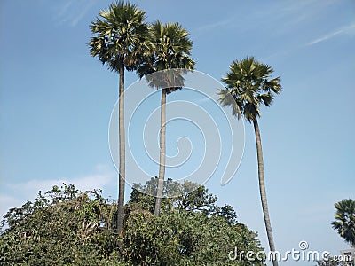 This image three trees Stock Photo