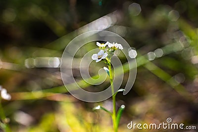 Image to inspire relaxation, close-up of small flower covered in dewdrops on the ground of a forest Stock Photo