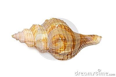 Image of Trapezium Horse Conch, Striped Fox Conch seashell Pleuroploca trapezium isolated on white background. Undersea Animals Stock Photo