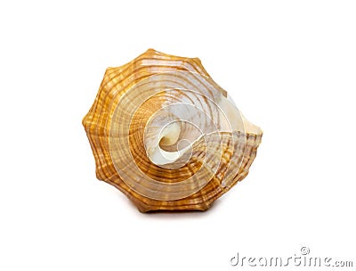 Image of Trapezium Horse Conch / Striped Fox Conch seashell Pleuroploca trapezium isolated on white background. Undersea Animals Stock Photo