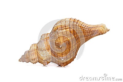 Image of Trapezium Horse Conch / Striped Fox Conch seashell Pleuroploca trapezium on white background. Undersea Animals Stock Photo