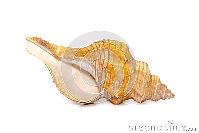 Image of Trapezium Horse Conch / Striped Fox Conch seashell Pleuroploca trapezium isolated on white background. Undersea Animals Stock Photo