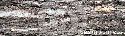 Panoramic photo of relief texture of the bark of pine. Stock Photo