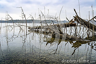 a tree in the lake Ostersee Bavaria Germany Stock Photo