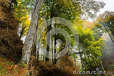 Autumn landscape in the forest of La Fageda de Grevolosa, La Garrotxa Stock Photo