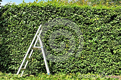 An Image of trimming a hedge, gardening Stock Photo