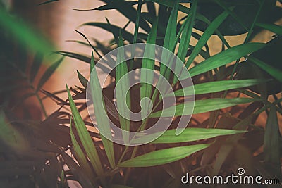 image of tropical leaves dark floral background Stock Photo