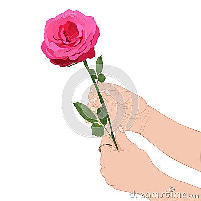 Image of two female hands holding a beautiful pink rose Vector Illustration