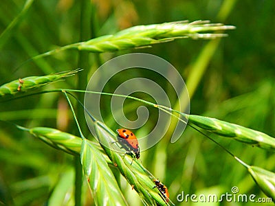 Two Lady Bugs on a Plant Stock Photo