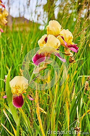 Vertical of Orchardgrass with purple and yellow blooming Bearded Iris flowers Stock Photo