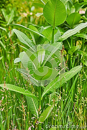 Vertical of tall Common Milkweed with Latin name Asclepias Syiaca field of green Orchardgrass Stock Photo