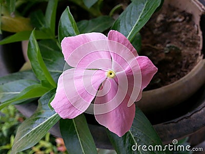 Nature Dark rose color Beautful Flower of Sri Lanka Stock Photo