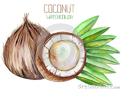 Image of the watercolor coconut. Painted hand-drawn in a watercolor on a white background. Stock Photo