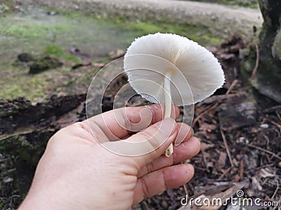 White cap gymnopilus species mushroom Stock Photo