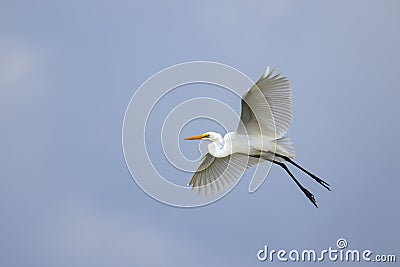 Image of white egret flying in the sky. Animal. white Bird Stock Photo