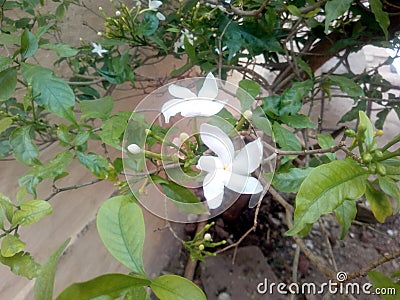 This is the image of white flower with green leafs Stock Photo