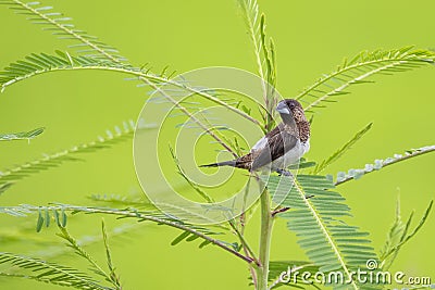 Image of white-rumped munia Bird Lonchura striata on nature background. Birds. Animal Stock Photo