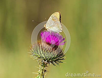 Wildlife butterfly sits on the kyrgyz Cirsium Stock Photo
