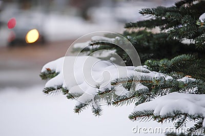 Image of a winter pinetree Stock Photo