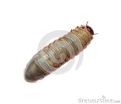 Image of worm beetle Stock Photo
