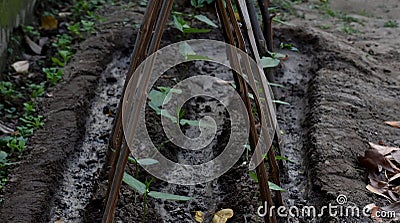 This is an image of yard long bean plants . Stock Photo