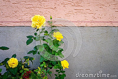 yellow roses bush at a wall Stock Photo