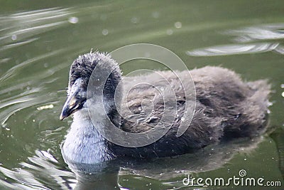 Coot youngster swimming in a lake Stock Photo