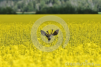 Young Deer in Yellow Canola Field Stock Photo