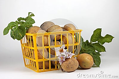 Image of young potatoes in yellow basket, close-up Stock Photo