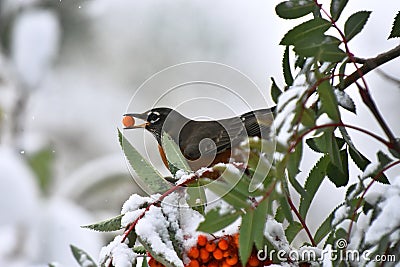 Orange Robin and Red Rowan Berries Stock Photo