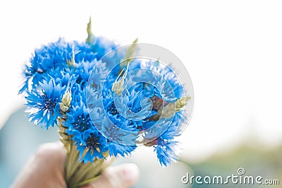 Images of a bouquet of cornflowers against the backdrop of the setting sun. Macro photography Stock Photo