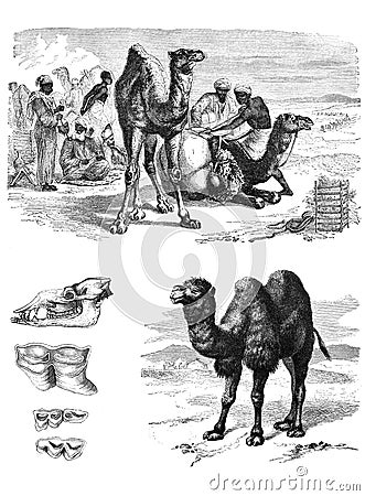 Illustration of an African camels. Stock Photo
