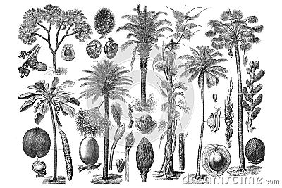 Illustrations of Palm. Set on white background Stock Photo