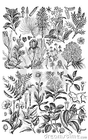 Illustrations of plants. Stock Photo