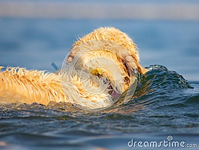 Images at sea level of a labrador swimming and having fun with his little game thrown by his master. Stock Photo