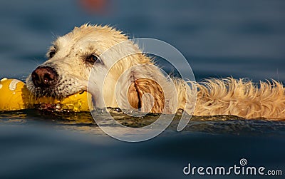 Images at sea level of a labrador swimming and having fun with his little game thrown by his master. Stock Photo