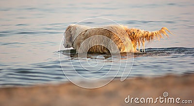 Images at sea level of a labrador swimming and having fun with his little game thrown by his master. Stock Photo