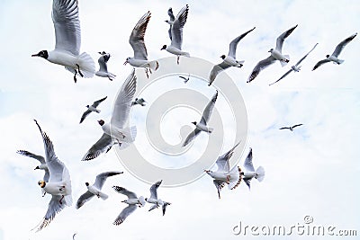 Images of the seagull family flying Stock Photo