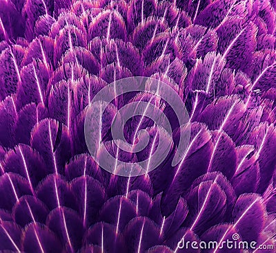 imaginative background of beautiful feathers in lilac Stock Photo