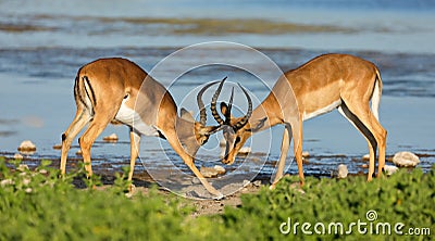 Impala antelopes fighting - Etosha Stock Photo