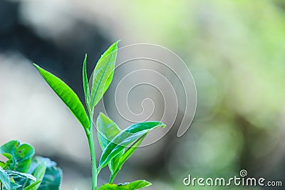 Imature tea leaves use to aromatic beverage Stock Photo