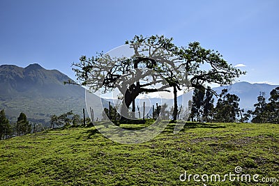 Imbabura volcano and the Lechero sacred tree, around Otavalo, Ecuador Stock Photo