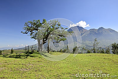 Imbabura volcano and the Lechero sacred tree, around Otavalo, Ecuador Stock Photo