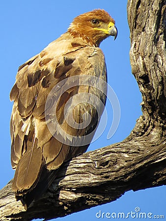IMG_370;The Tawny Eagle / Aquila rapax was captured in the Kruger National Park, South Africa on 22.05.13 Stock Photo